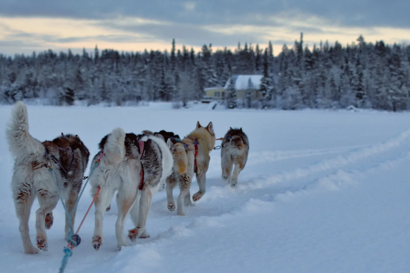 Equipo de huskies con arnés tirando de un trineo por un lago nevado hacia un bosque, bajo un cielo nublado